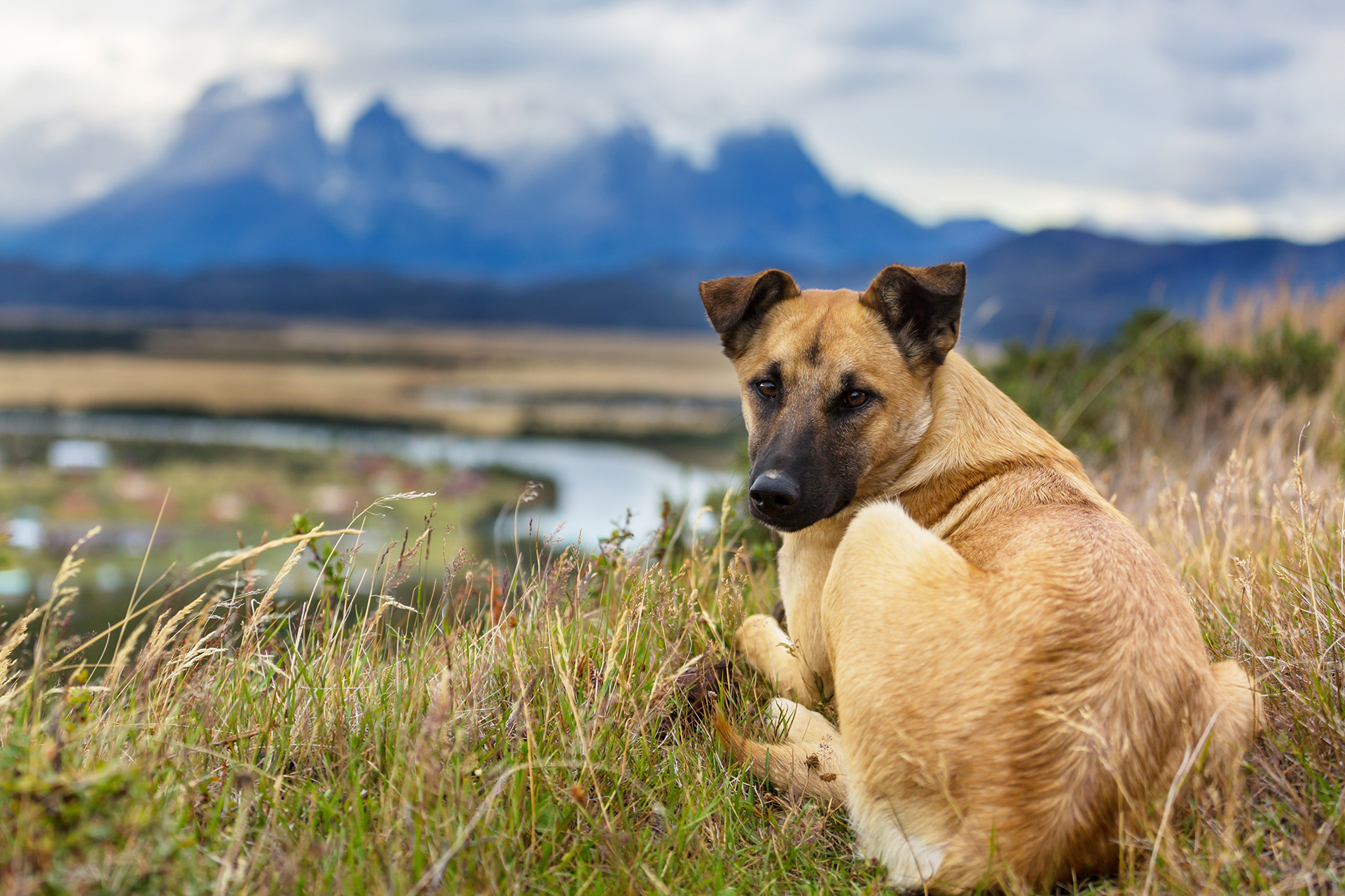 CBD Oil for Dogs – 5 Ways to Ensure a Quality Product